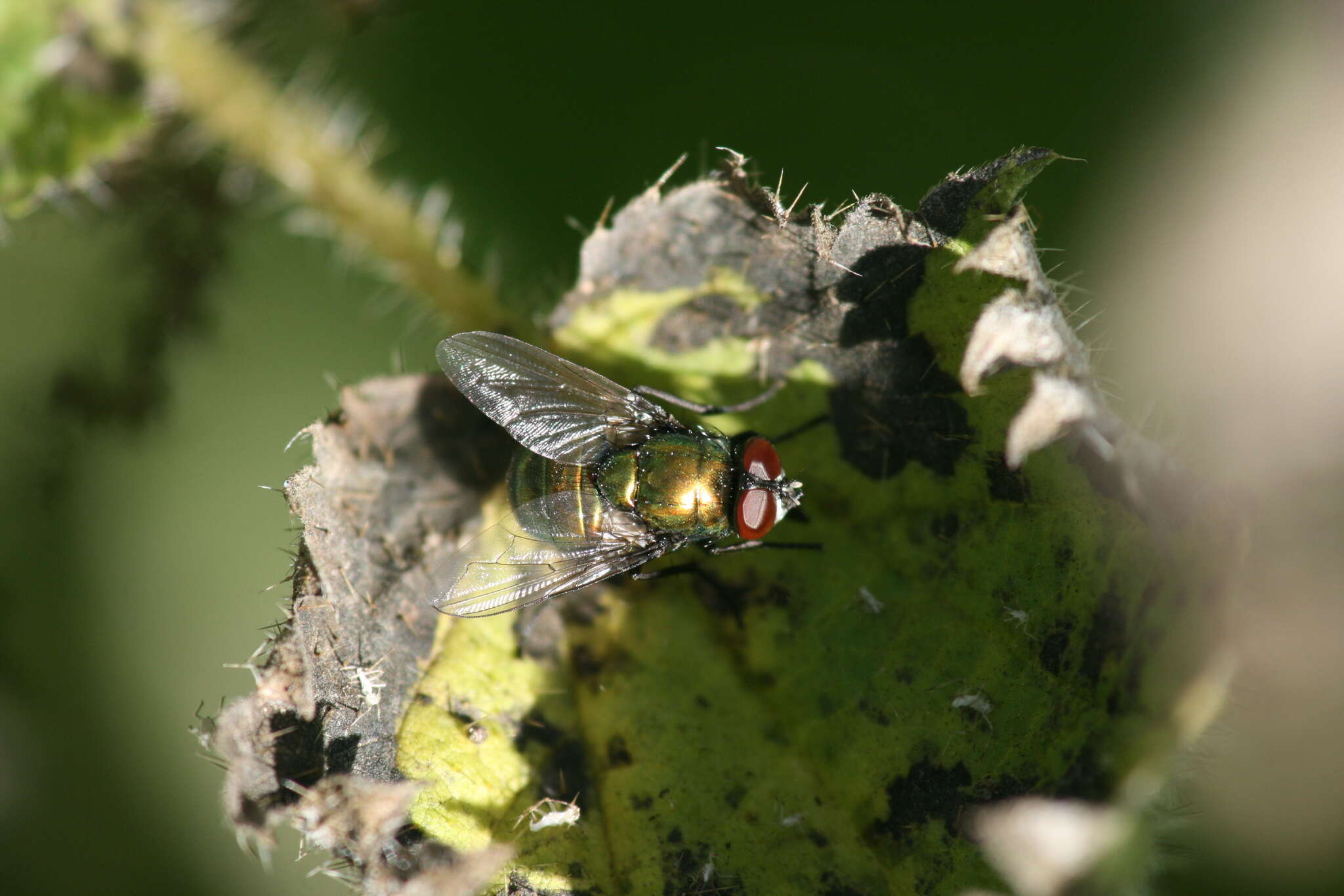 Image of Neomyia viridescens (Robineau-Desvoidy 1830)