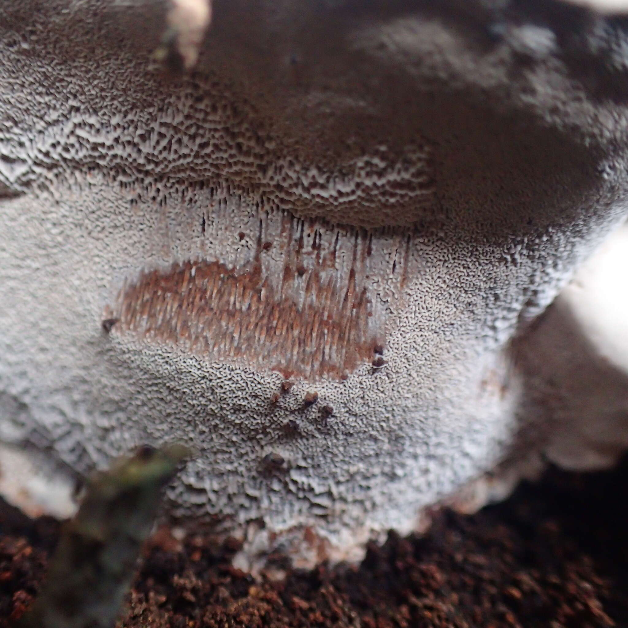 Ganoderma applanatum (Pers.) Pat. 1887的圖片