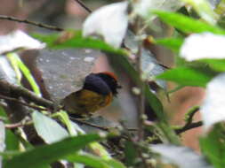 Image of Tawny-capped Euphonia