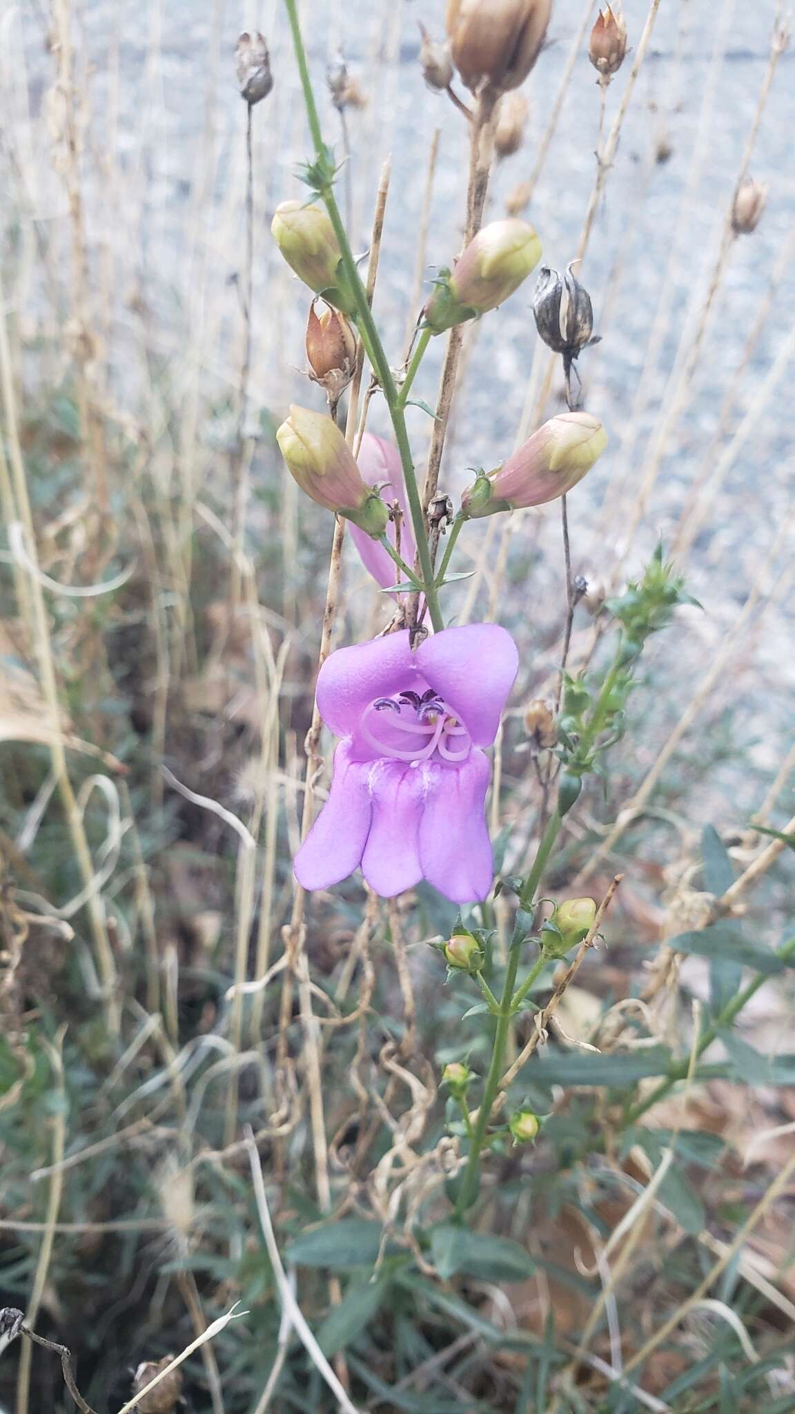 Image of bunchleaf penstemon