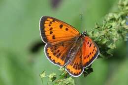 Image of Lycaena dispar rutilus (Werneburg 1864)