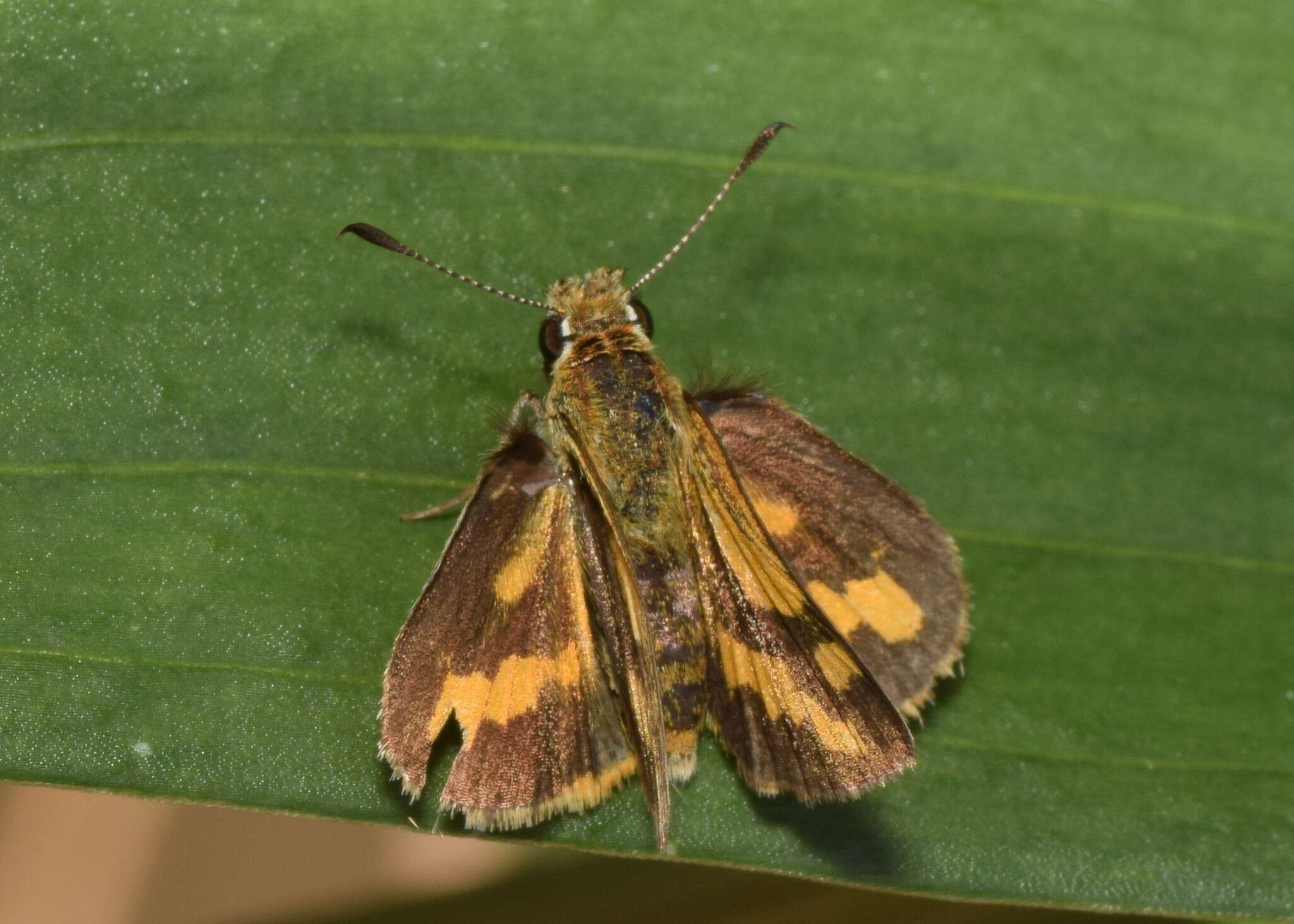 Image of Ocybadistes flavovittata Latreille 1824