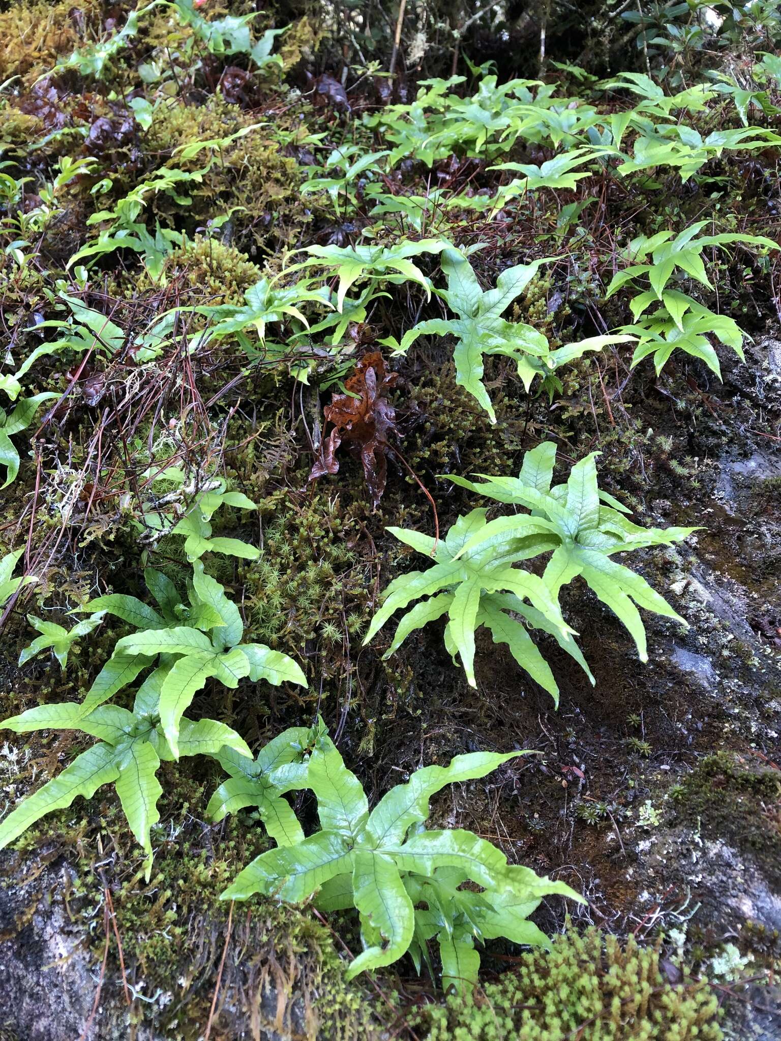 Pichisermollodes quasidivaricata (Hayata) Fraser-Jenk.的圖片