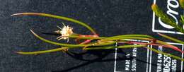 Image of Serruria flagellifolia Salisb. ex Knight