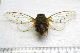 Image of Pachypsaltria cinctomaculata (Stal 1854)