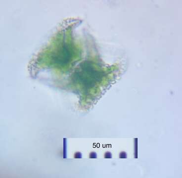 Image of Staurastrum cerastes