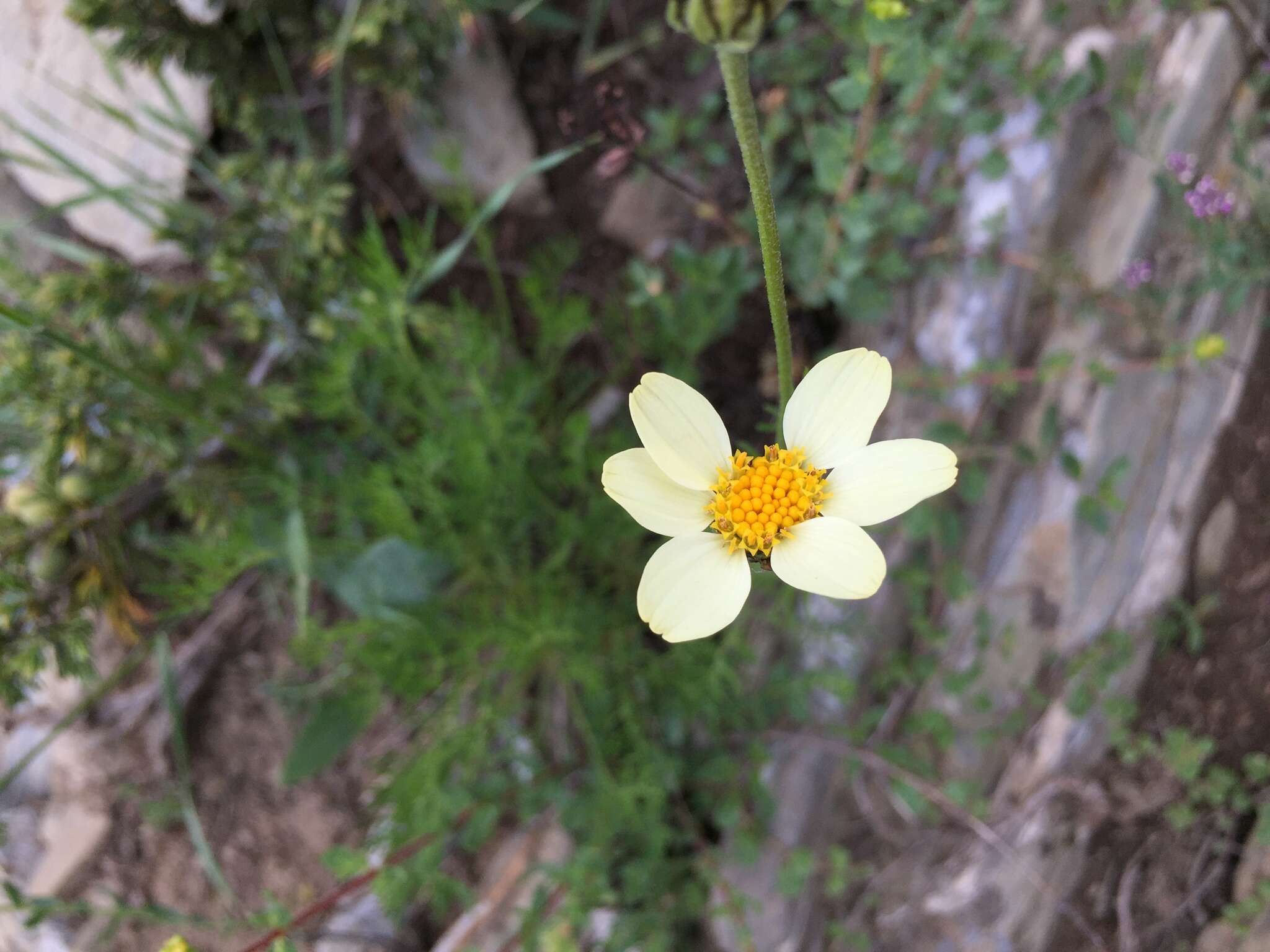 Image of Tanacetum zahlbruckneri (Náb.) Grierson