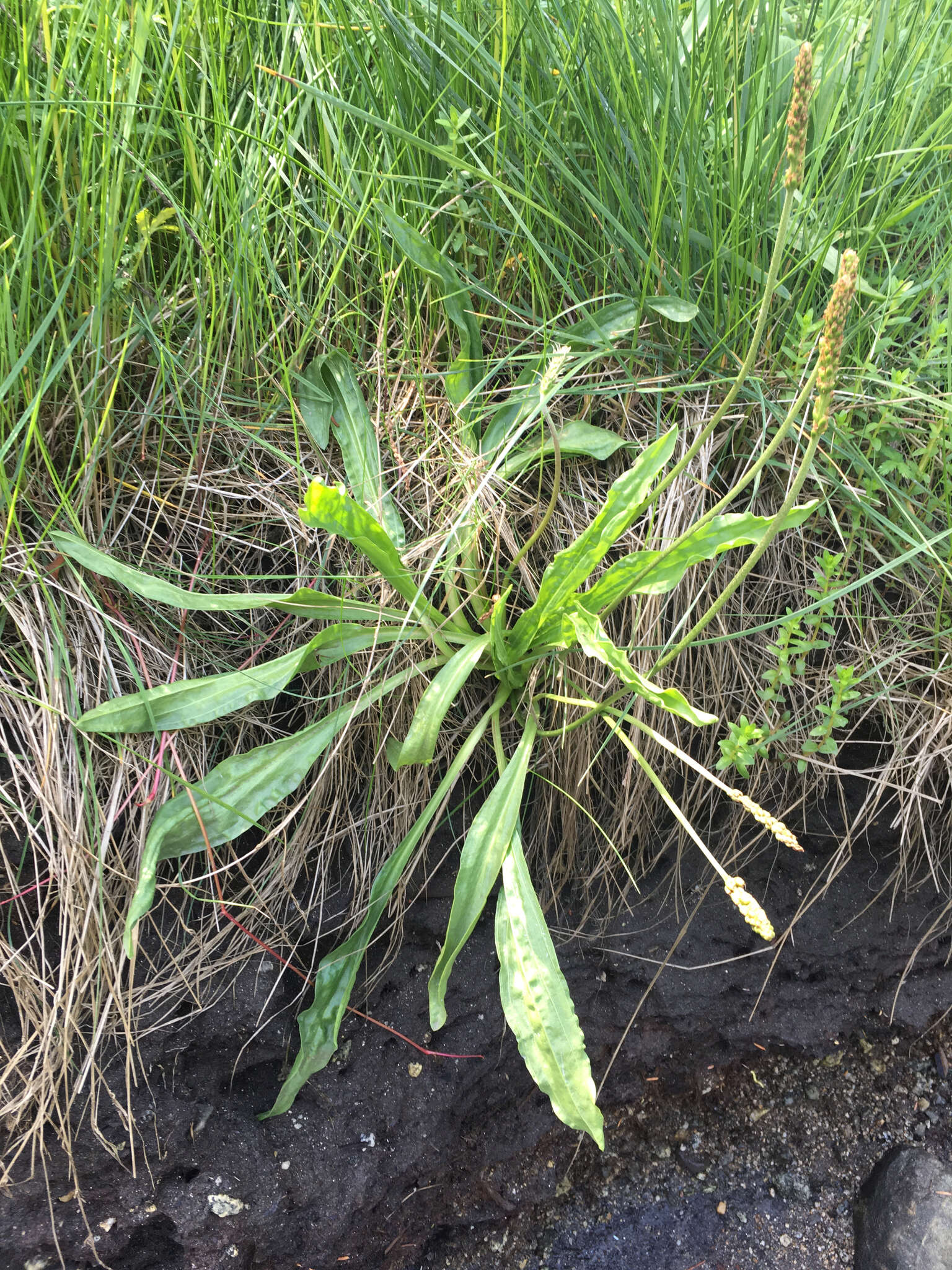 Plantago macrocarpa Cham. & Schltdl. resmi