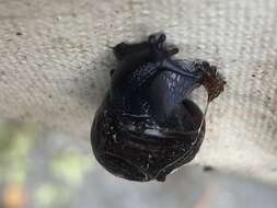 Image of New Zealand microsnails