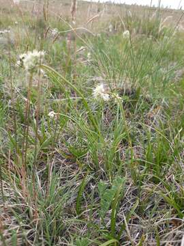 Image of Allium tuvinicum (N. Friesen) N. Friesen