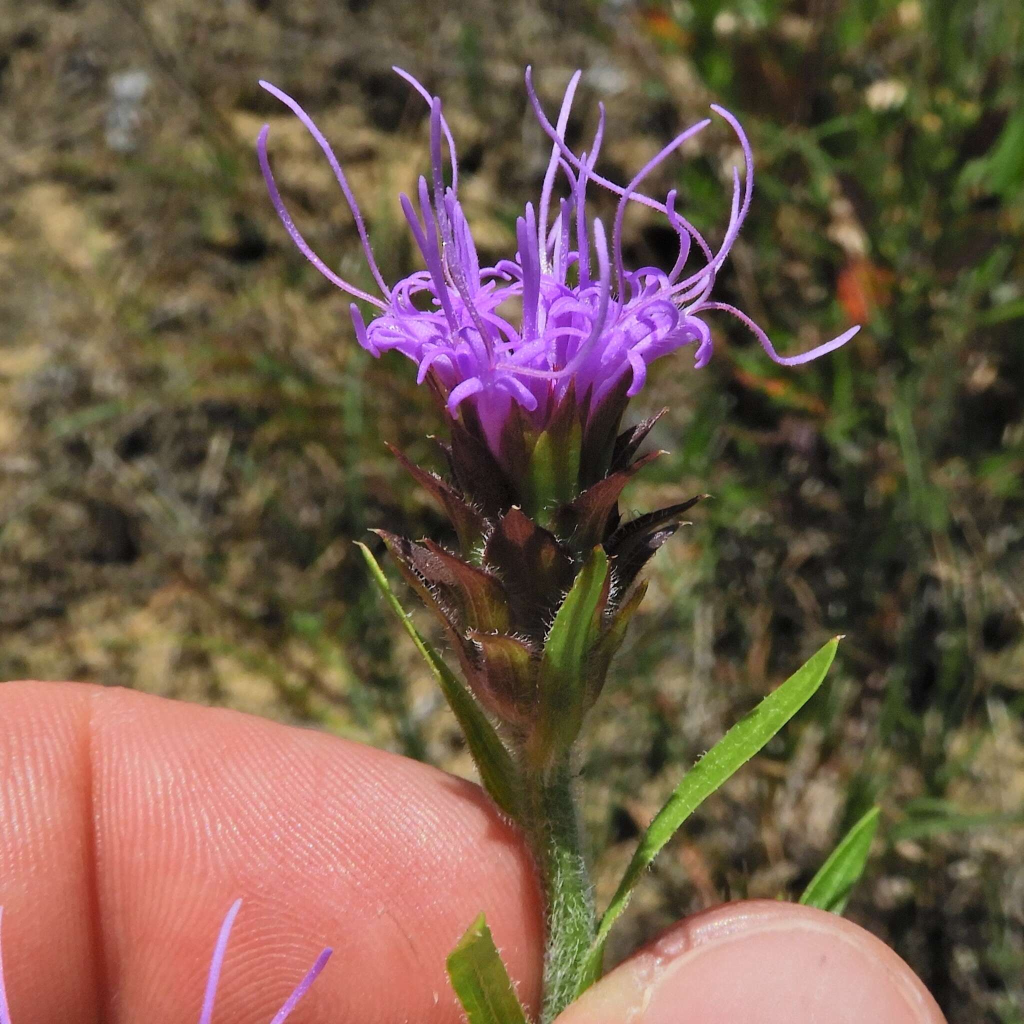 Слика од Liatris squarrosa (L.) Michx.