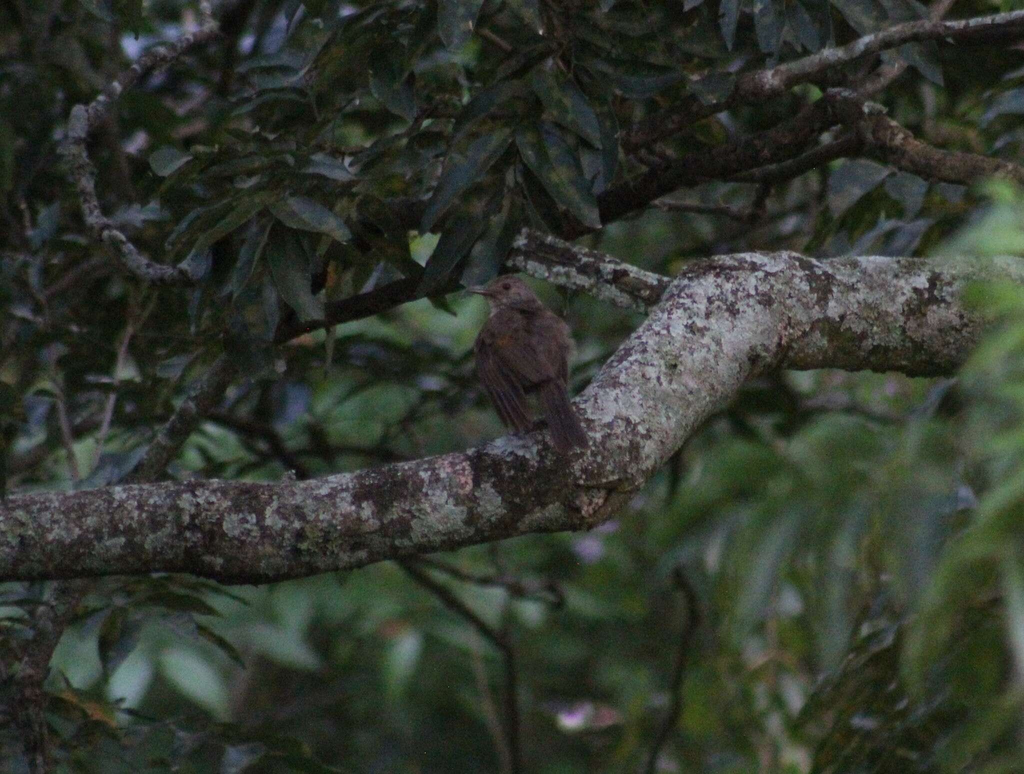 Image of Turdus ignobilis ignobilis Sclater & PL 1858