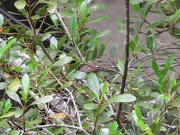 Image of Large-billed Gerygone