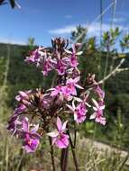 Слика од Epidendrum calanthum Rchb. fil. & Warsz.