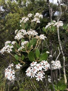 Olearia allomii T. Kirk resmi