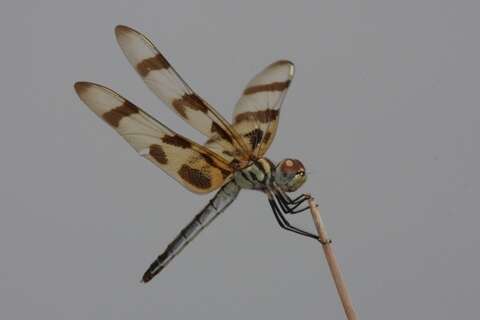 Celithemis eponina (Drury 1773) resmi