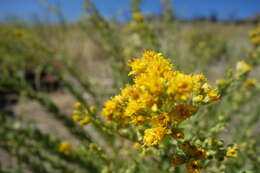 Image of Wright's goldenrod