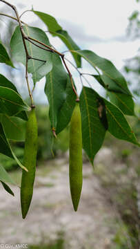 Image of Stereospermum euphorioides (Boj.) DC.