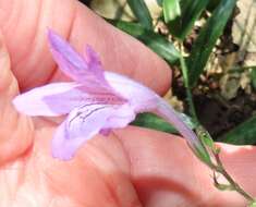 Image of Asystasia natalensis C. B. CI.