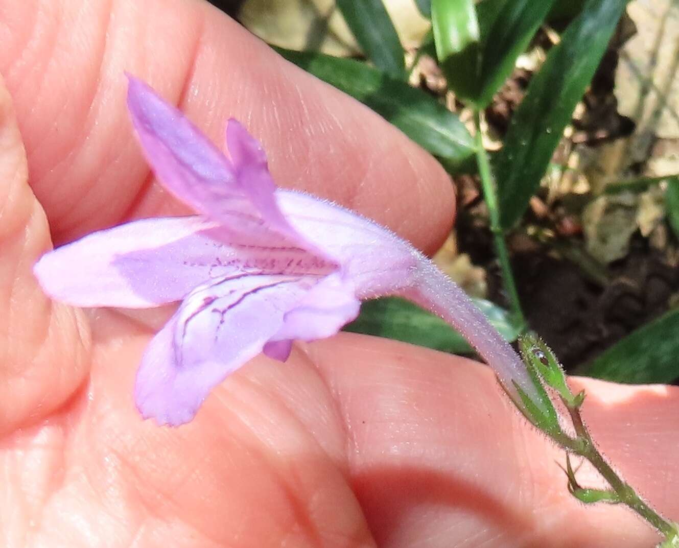 Image of Asystasia natalensis C. B. CI.