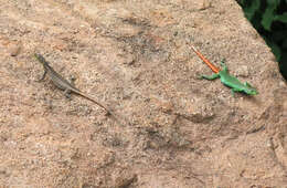 Image of Transvaal Flat Lizard