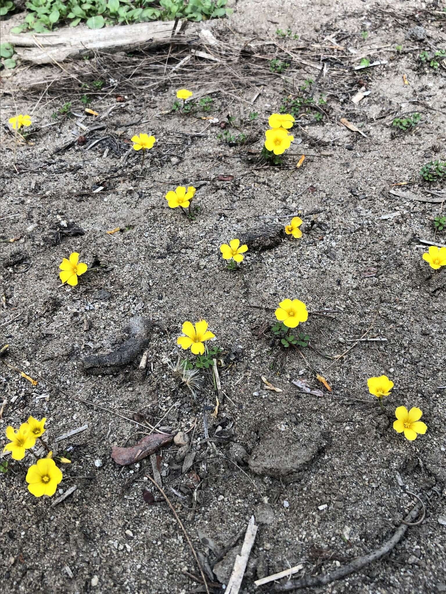 Imagem de Oxalis perdicaria (Mol.) Gunckel