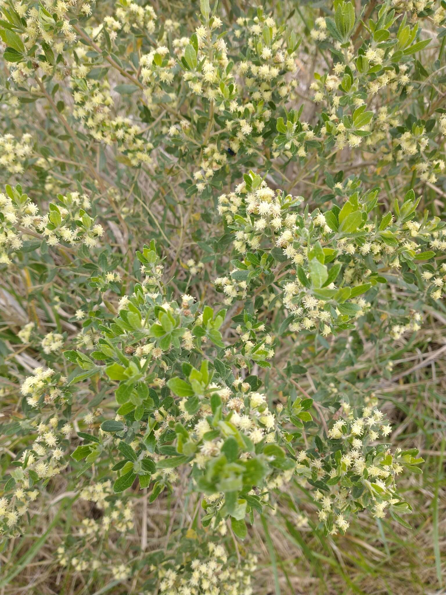 Image of Baccharis dracunculifolia subsp. tandilensis (Speg.) Giuliano