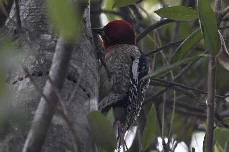 Sphyrapicus ruber daggetti Grinnell 1901的圖片