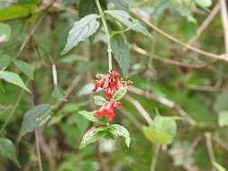 Image of Russelia coccinea (L.) Wettst.