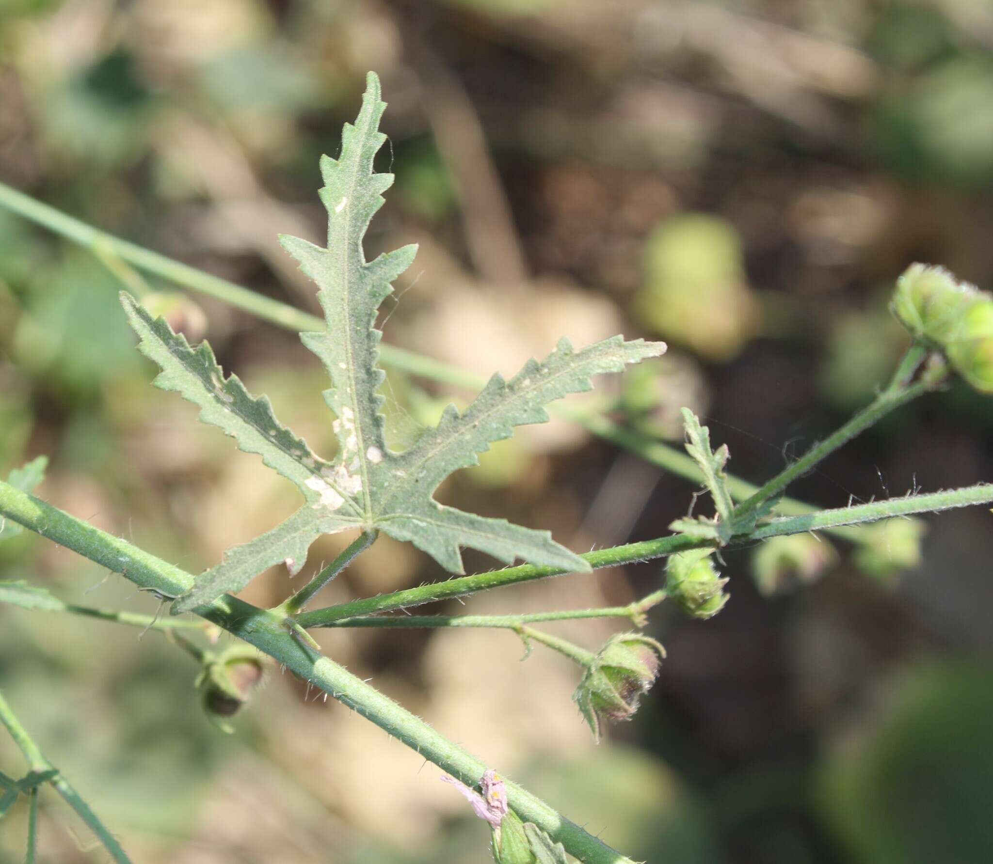 Image of White Fen-Rose