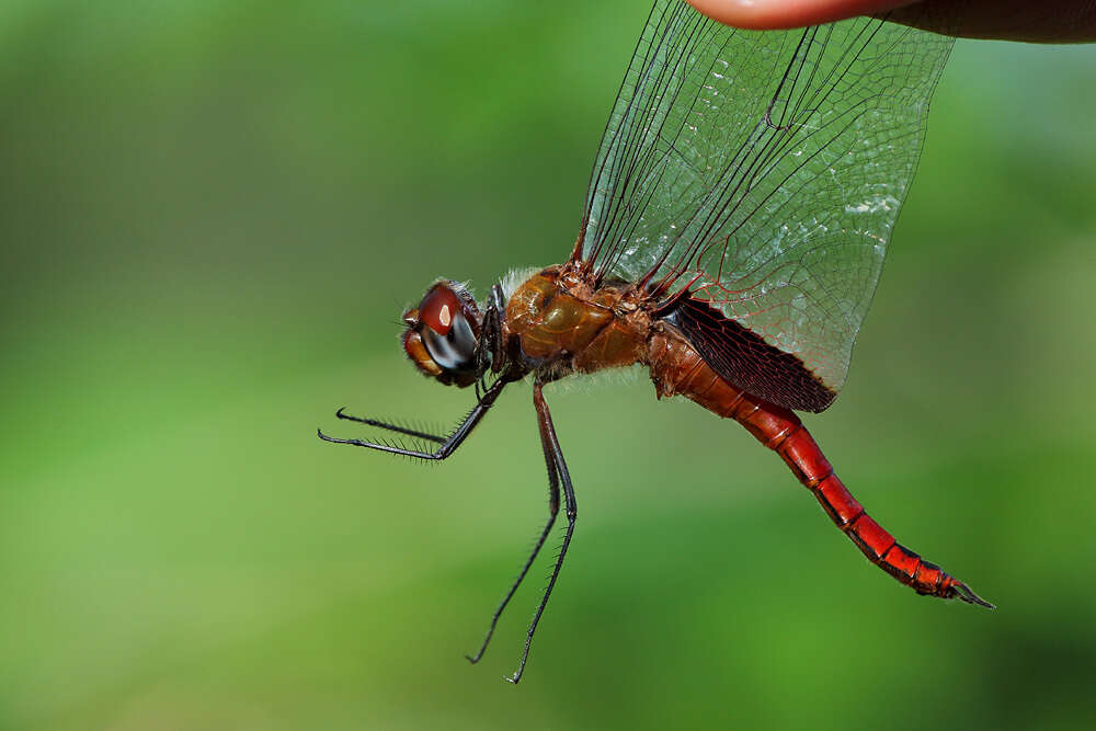 Tramea abdominalis (Rambur 1842) resmi