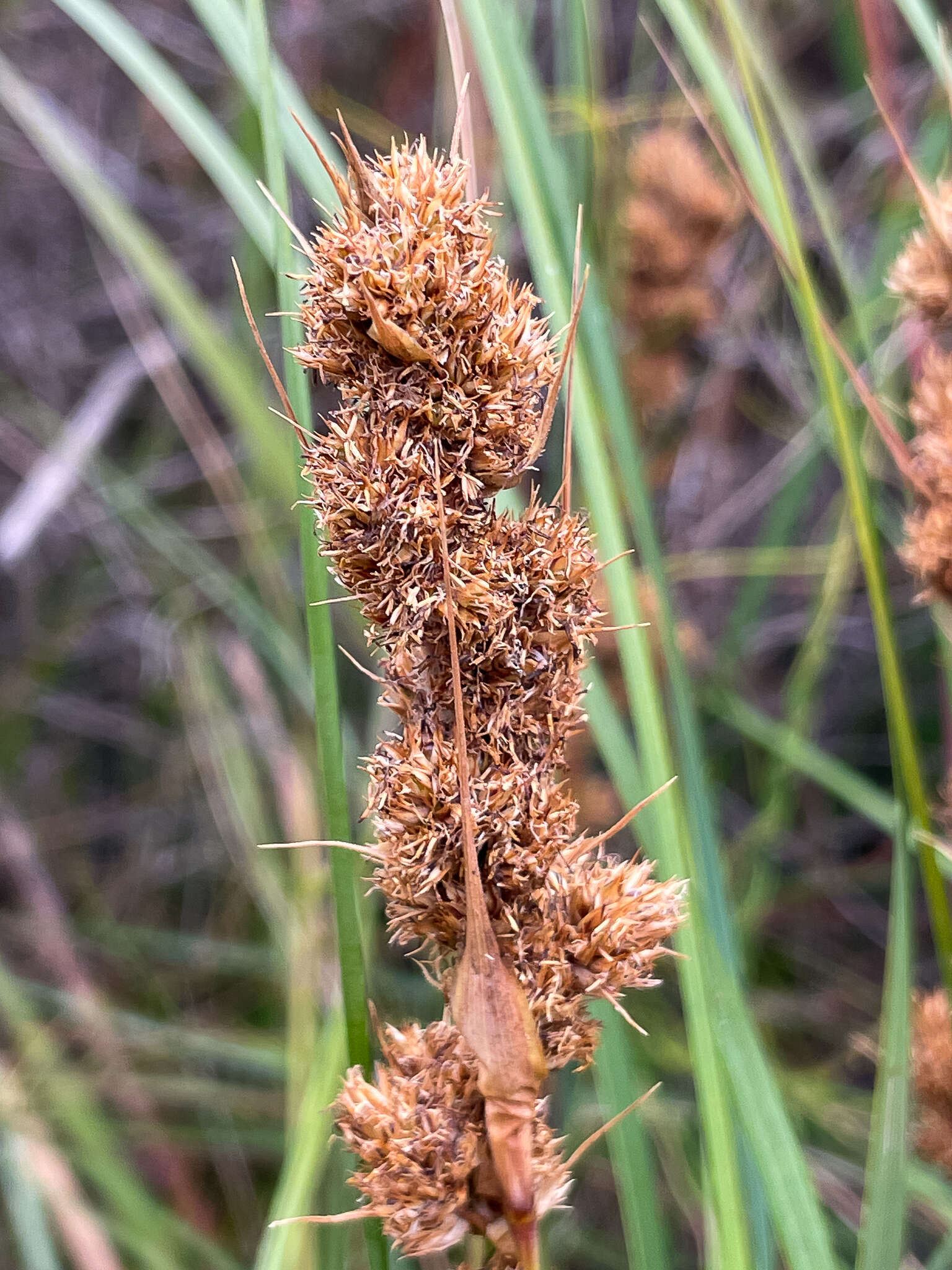 Image of Gahnia trifida Labill.