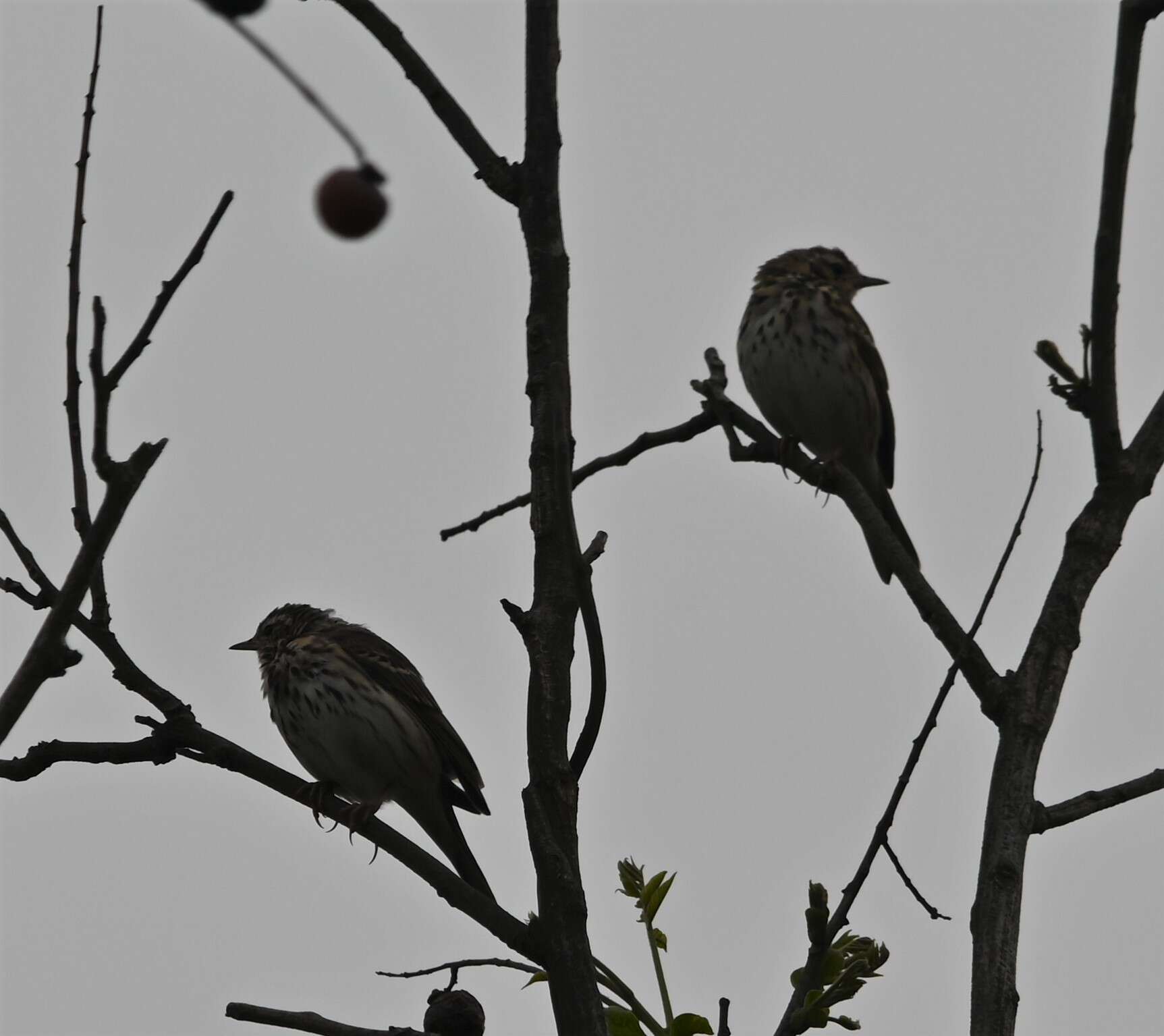 Image of Anthus hodgsoni yunnanensis Uchida, Kuroda & Nagamichi 1916