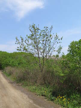 Image of Fraxinus chinensis subsp. rhynchophylla (Hance) A. E. Murray