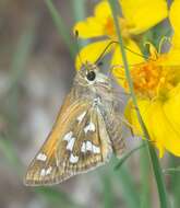 Image of Green Skipper