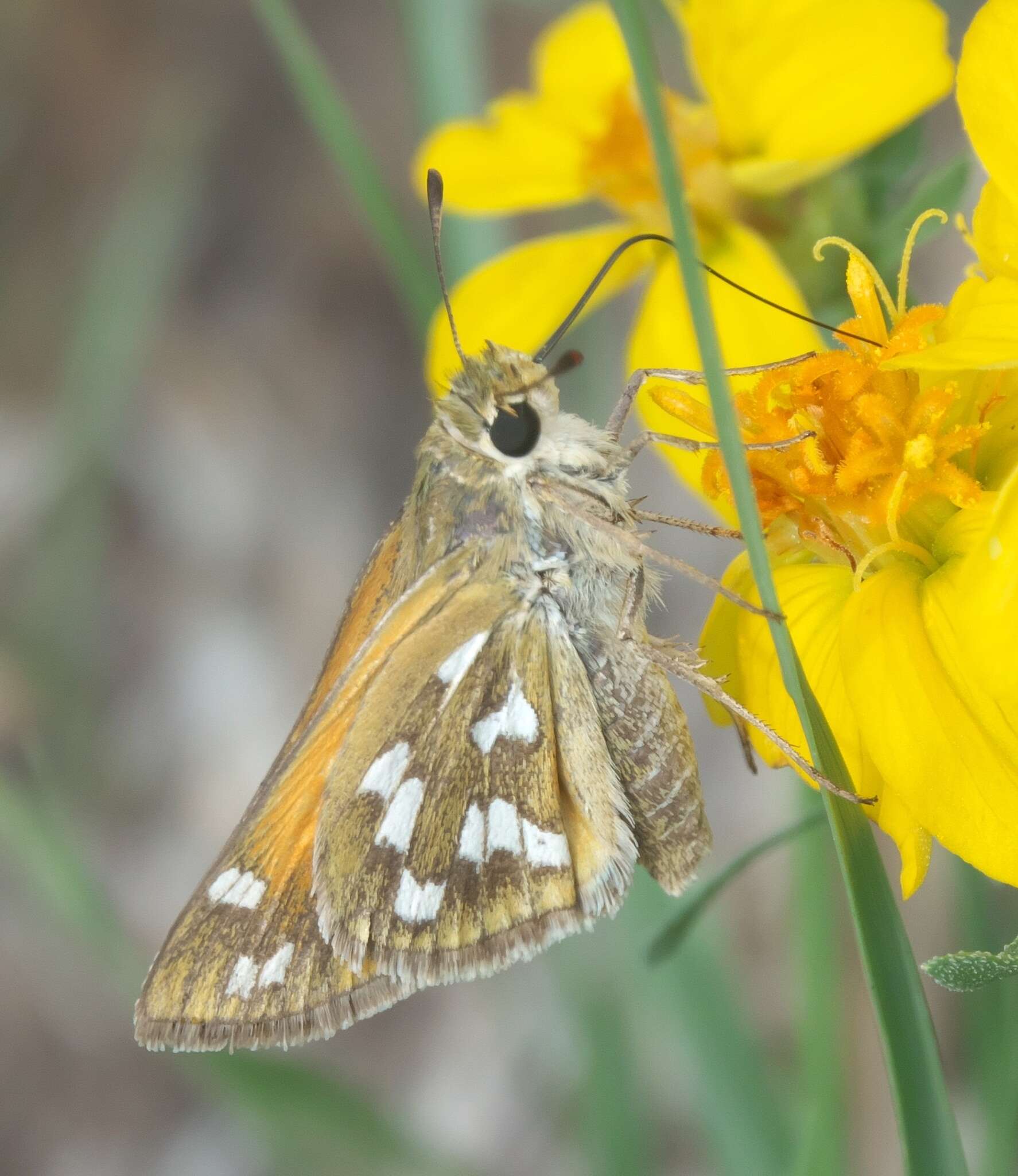 Image of Green Skipper