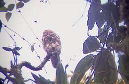 Image of Andean Potoo