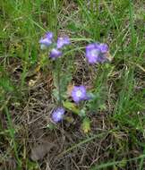 Phacelia strictiflora (Engelm. & Gray) A. Gray的圖片