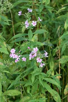 Image of fall phlox