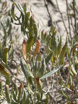 Plancia ëd Grayia brandegeei A. Gray