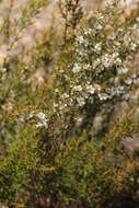 Image of Leptospermum continentale J. Thompson