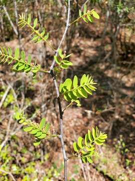 Image of Phyllanthus casticum P. Willemet