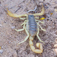 Image of Arizona Hairy Scorpion