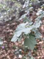 Image of Malva subovata (DC.) Molero & J. M. Monts.