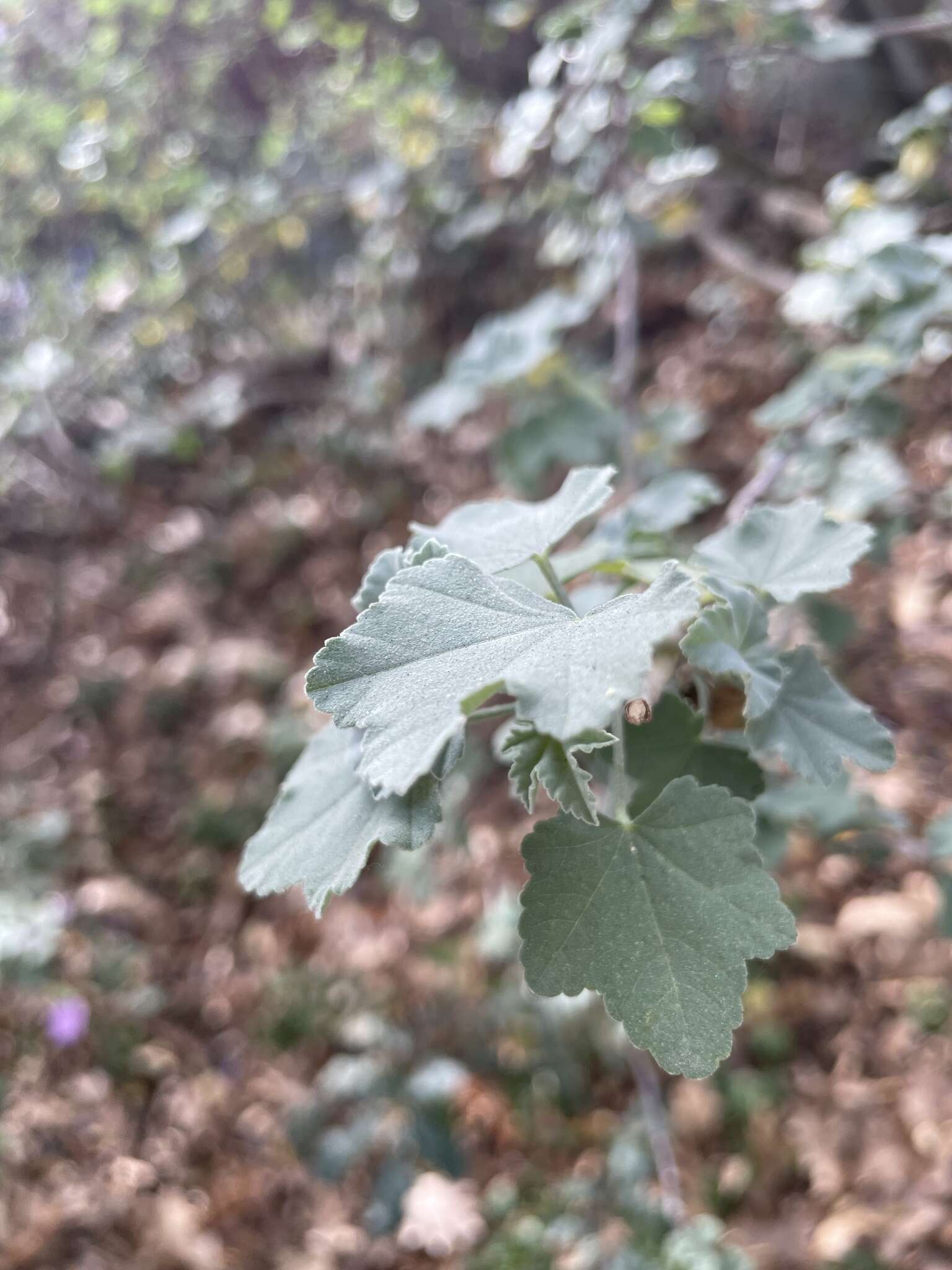 Image of Malva subovata (DC.) Molero & J. M. Monts.