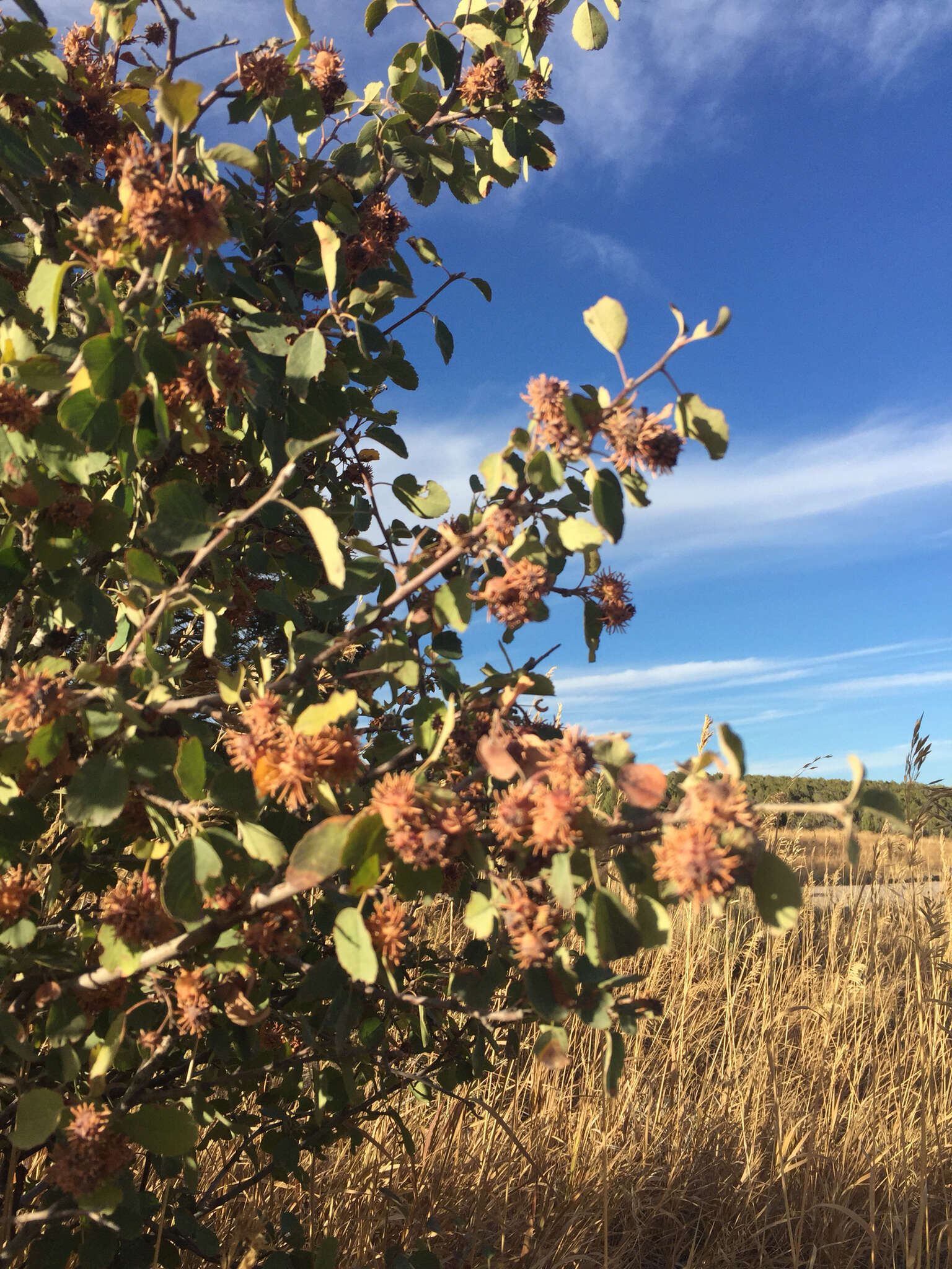 Image de Amélanchier à feuilles d'aulne