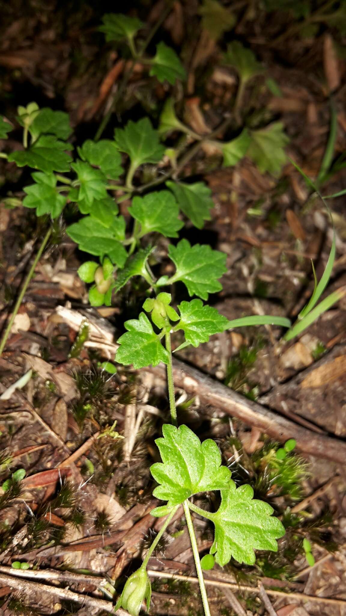 Image of Speedwell