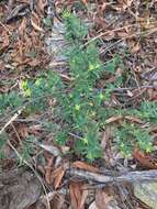 Image of Pimelea neoanglica S. Threlfall