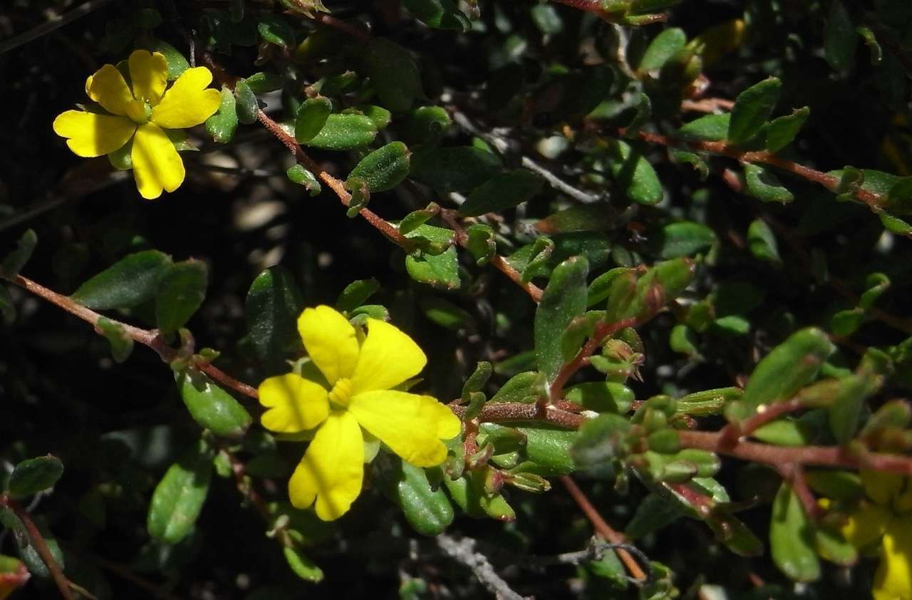 Image of Hibbertia aspera subsp. aspera