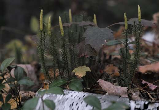 Image of Spinulum annotinum (L.) A. Haines